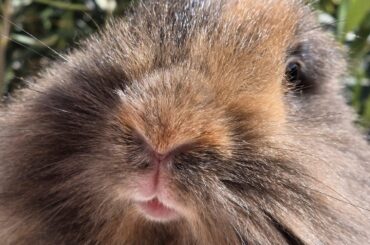 Sunny bunny mouf
