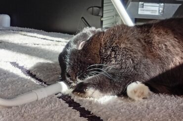 Lounging in the sun, using the washing hamper leg as a pillow