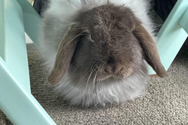 Mr fluffy TimTam