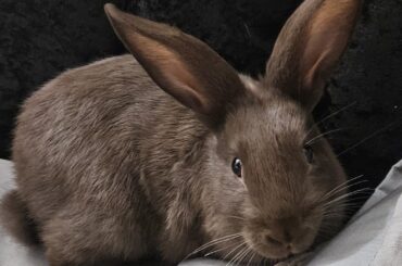 Can anyone tell me what breed this is
