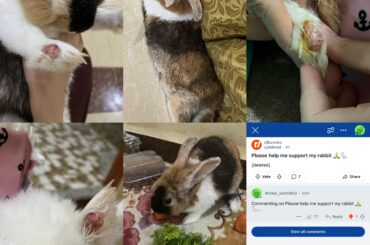 🙏 Thank you for your kindness – now my bunny can go to the vet for surgery