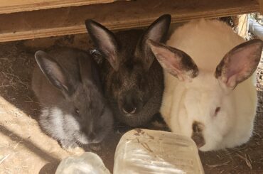 Instantly bonded trio!