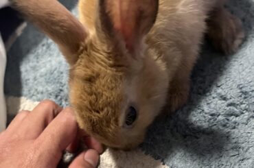 Bunny