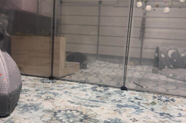 New Bunny Owner(Advice Welcome!!)