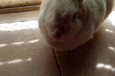 40$ at the vet just to get told that my bun has...laziness