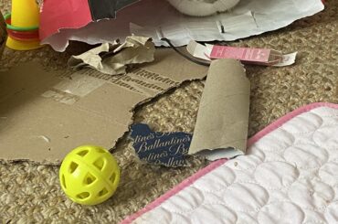 does anyone else’s bunny do this