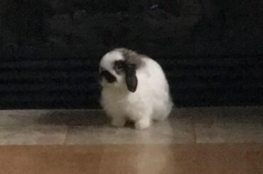 Marco has passed at the age of 14, here's my favorite pic of him