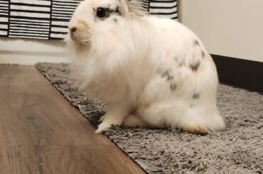 Rabbit staying with me for a night. What do I do?