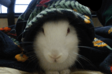 Snuggly Nido