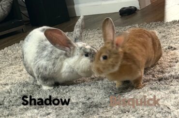 Asking for help from my bunny moms and dads