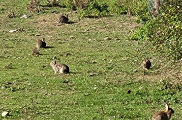 Wild bunnies! (Castle Acre Priory. UK)