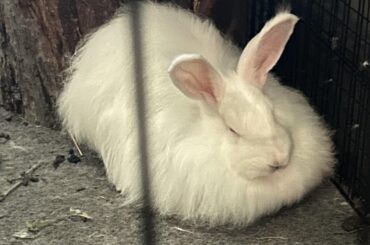 Today, Pfeffernüsse has crossed the rainbow bridge.
