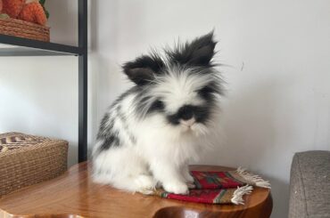 Stanley’s pouting because bunception ( a photo journey)