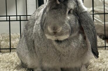 This is my bunny jojo. He is a Flemish giant lop eared mix. He has one ear down and one ear that is half up/down over his face and goes all the way up when he wants to eavesdrop or hears the treat bag.