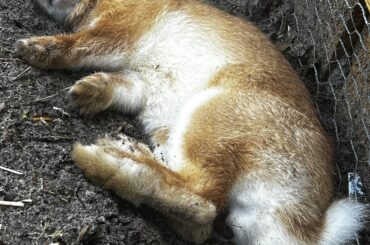 He’s got me over here wanting to dig a nice dirt hole to nap in. He always looks so cozy.