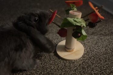 Blueberry loves  good treat tree
