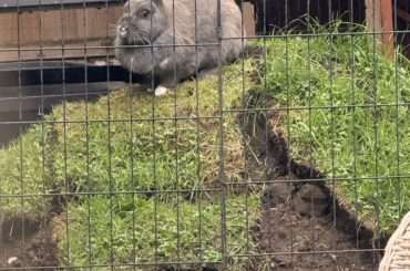 We dumped a tonne of dirt and grass into our rabbits enclosure after some renovations. Didn’t take long for Beans to climb Teletubby hill!