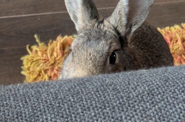 Just eating my food whilst being watched. He thinks I can't see him.