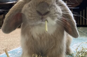 No one tells you your sweet bunny is going to turn into a rebellious delinquent