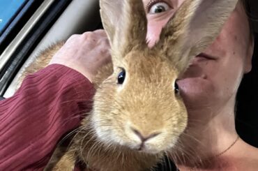 Took Comrade Bun for a short ride down the street to the store. He had the best time. He kept climbing on my shoulder to stick his face in the window and watch the world go by. It made him so happy. He always here for a good time.