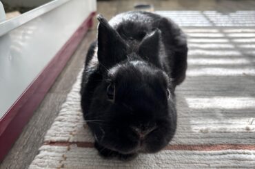 Stimulation for bunny while at school