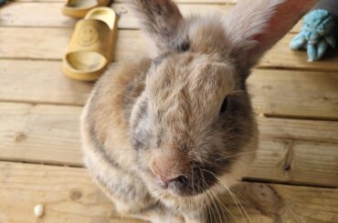 Meet my bunny!