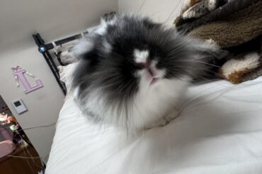 bunny insurance?
