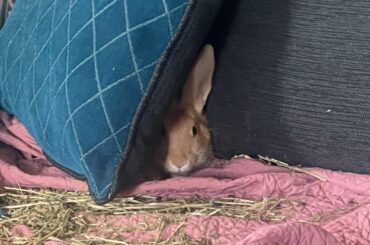 Comrade Bun has constructed a pillow fort and now he’s lording it over me.