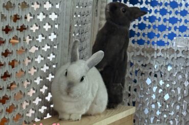 Hmmm… If I climb on your back, I might be able to jump the fence and get to the treats…
