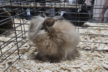 So floofy!