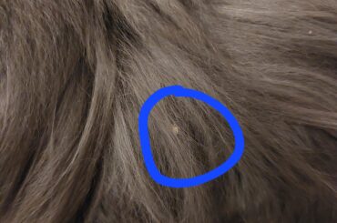 Anyone know what this could be?