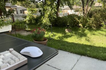 The bunny comes to his favourite spot under our pear tree every day and chills there. Every time I die of cuteness overdose