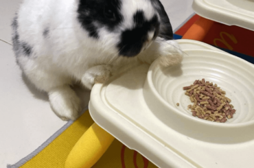 The one-eared cutie has struck again!