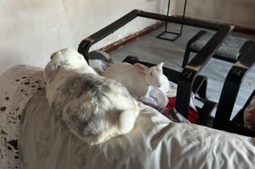 Yes marb lie on the back of the sofa…