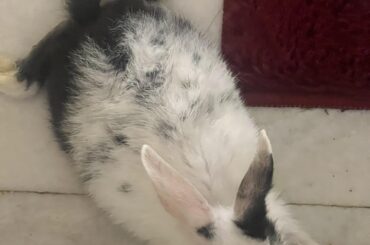My cute Terrifier ( her name)