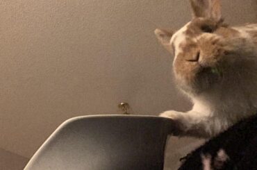 Mission: steal the salad success!