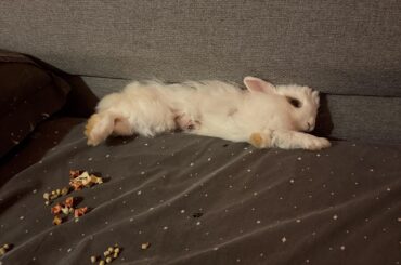 Will my bunny forgive me after spaying?