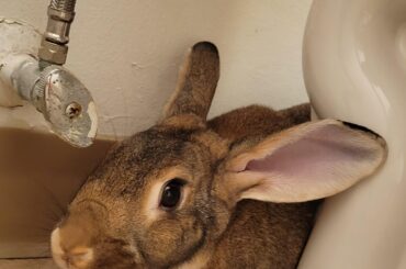 Miss Penny likes to hang out behind the toilet and surprise me when I poop 😐