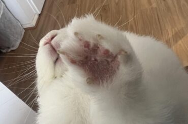 Anyone’s bunny had similar issue?