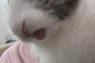 Should I neuter my bunny?