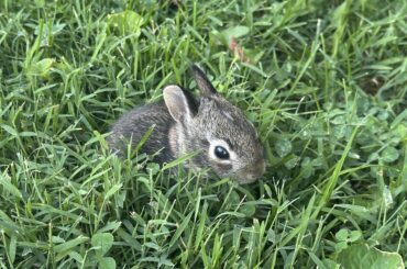 Wild bunny thinks I’m mom