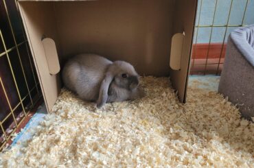 Simon's first day at new home! I'm a bunny mom now!