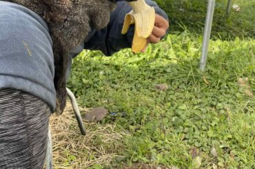 Can rabbits have banana peels?