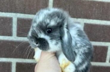 Baby Kratos