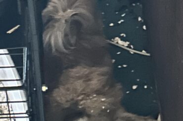 Look at thumper’s foot