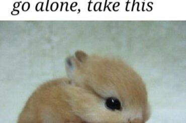 Little bun bun