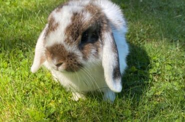 Help me name my bunny!!!