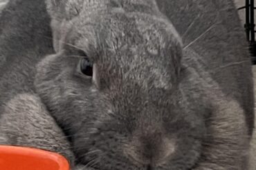 i love my big girl! she’s literally the best and sweetest girl 🥹🥹🥹❤️🐇❤️🐇❤️🐇