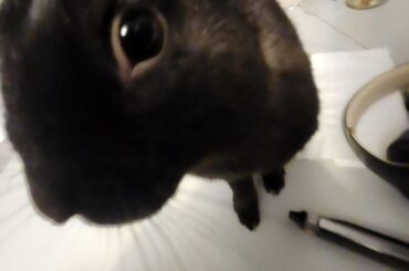 Really good ways to keep a bunny cool outside