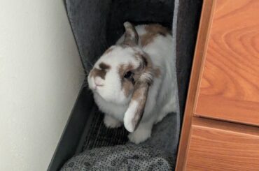 Relearning the Litter Box?